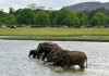 Sri Lanka Cricket eyes elephant menace in Hambanthota