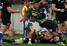 Bleeding Green..the Boks arise
